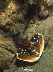 Common young lobster, homarus gammarus by Eduard Bello 